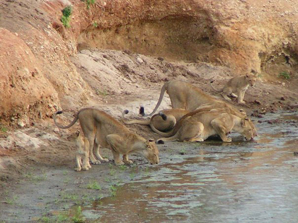 Camp Chitake - Mana Pools